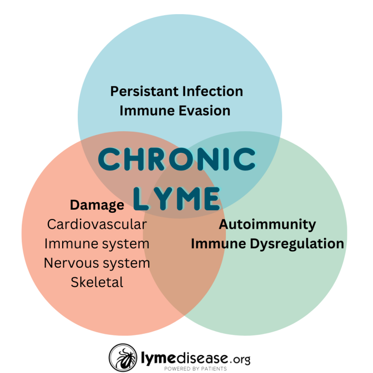 Why Lyme disease treatment sometimes doesn’t work
