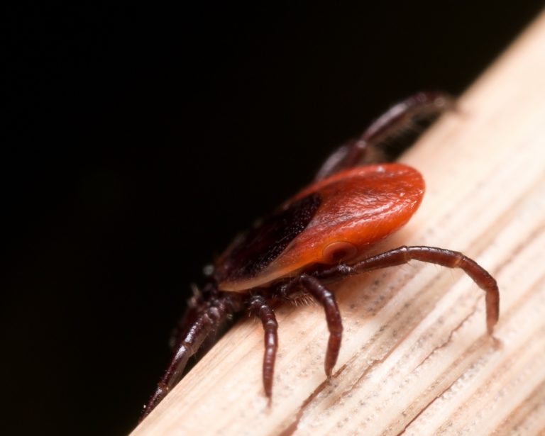 Can cancer medications help fight Lyme disease?