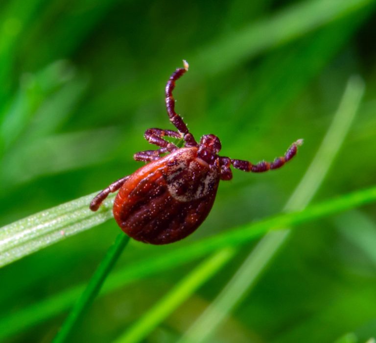 Ticks use static electricity to latch onto people and pets