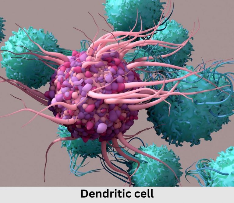 Why some people with Lyme disease don’t test positive for it