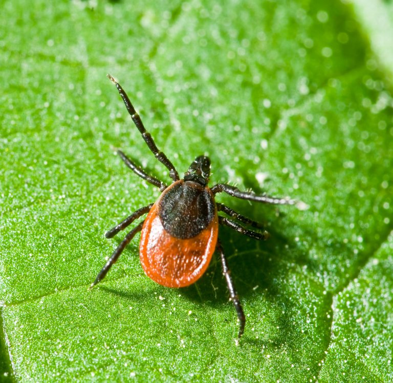 “Subway map” of Lyme pathways identifies potential treatment targets