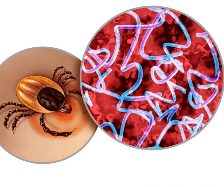 Combo antibiotics shown to eradicate Lyme disease in mice