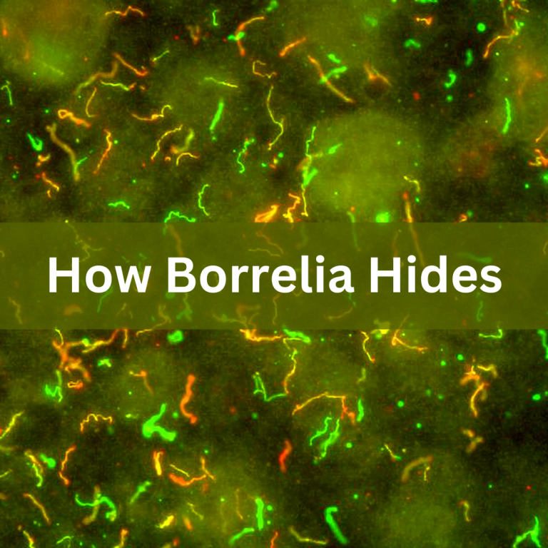 All about IgM–or why Lyme spirochetes are like stealth bombers