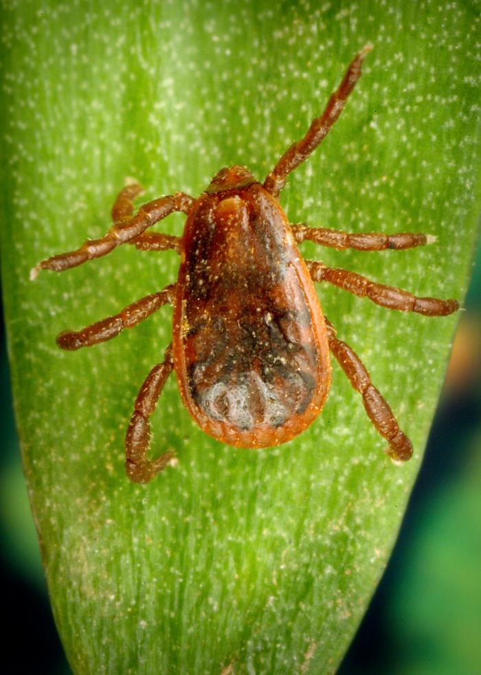 Rocky Mountain spotted fever warning for travelers to Mexico