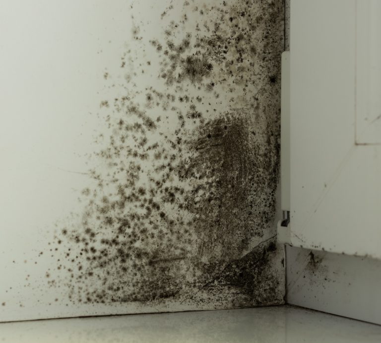 Frequently asked questions about mold-related illness