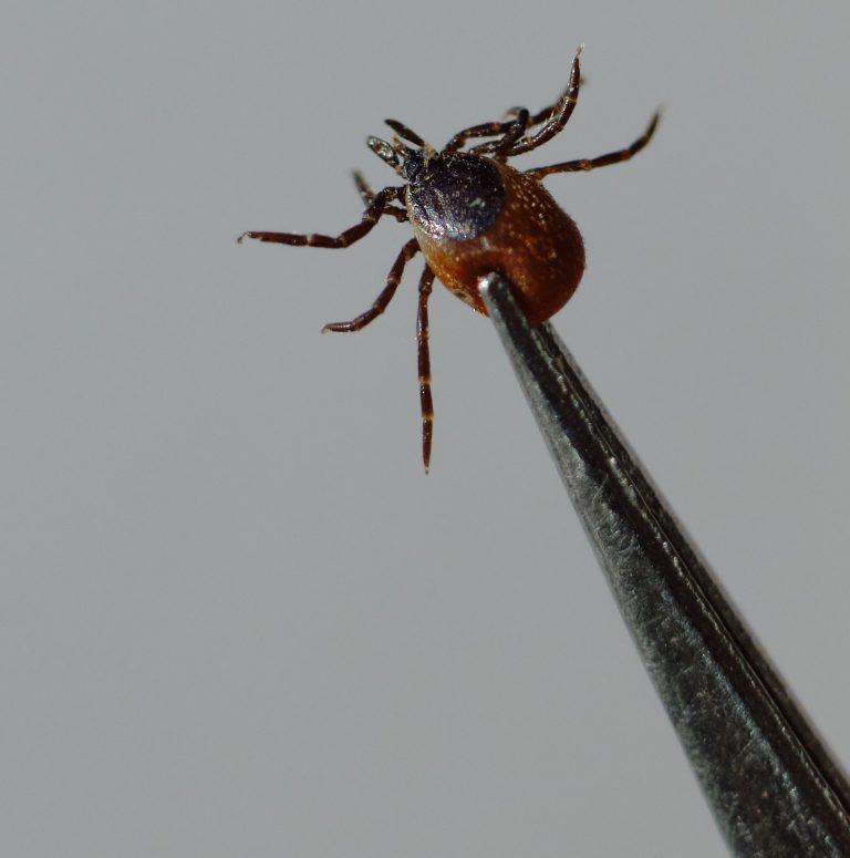 A protein found in human sweat may protect against Lyme disease