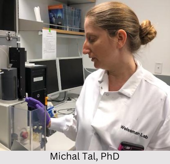 “Don’t eat me” protein–how Lyme survives the immune system