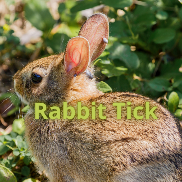 New rickettsial pathogen discovered in California