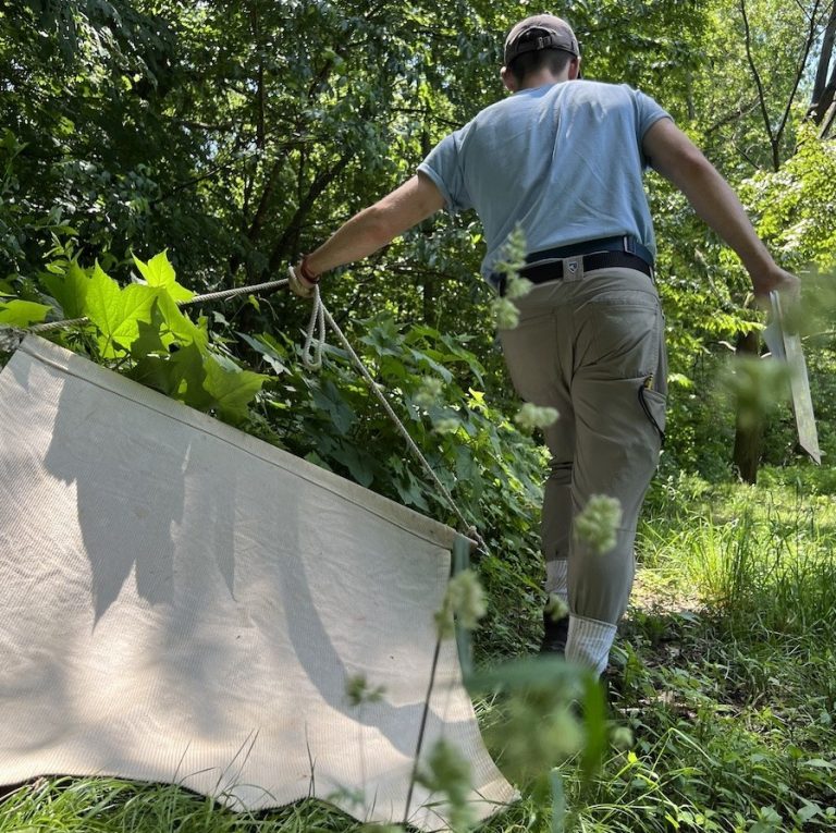Measuring tick exposure in New York City parks