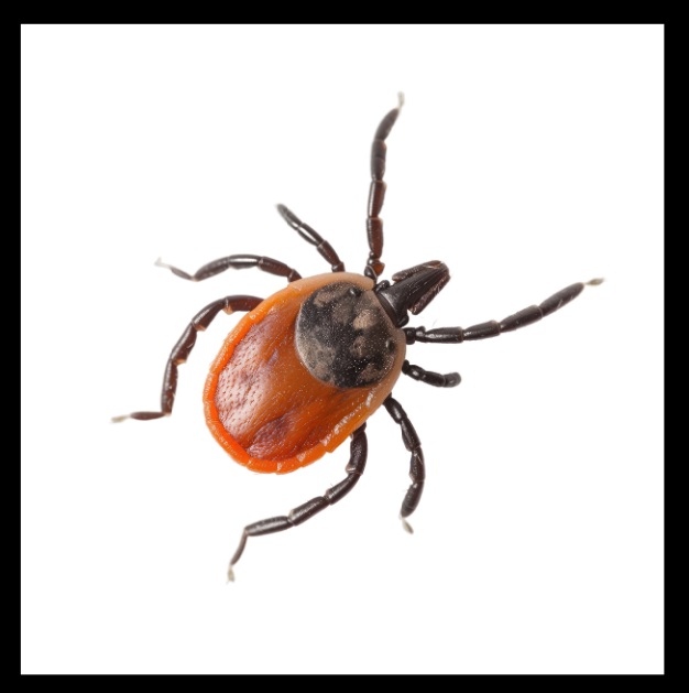 True crime as true Lyme: Tick bite leads to murder-suicide