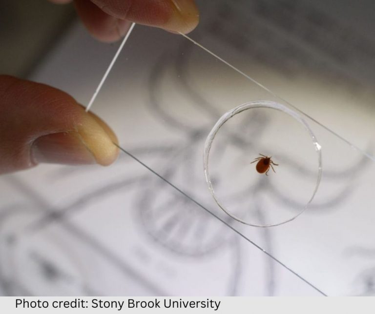 Delving into the neurological effects of Powassan virus