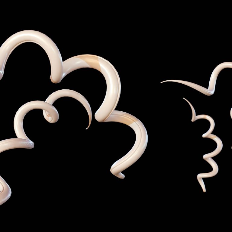 Biologists map the DNA of 47 strains of Lyme disease