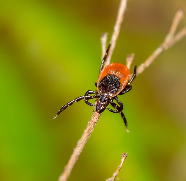 Pennsylvania child hospitalized for tick-borne Powassan virus