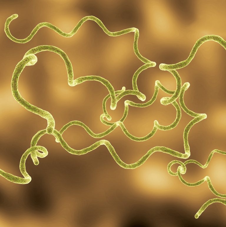 Targeting the “motor” that helps Lyme spread through the body