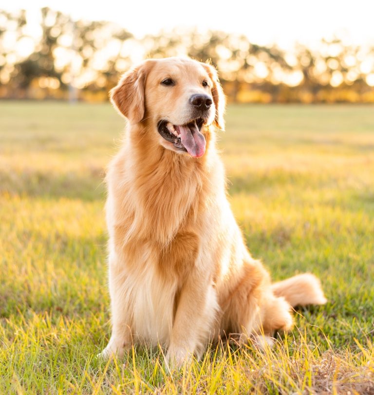 New advanced screening tests for tick-borne diseases in dogs