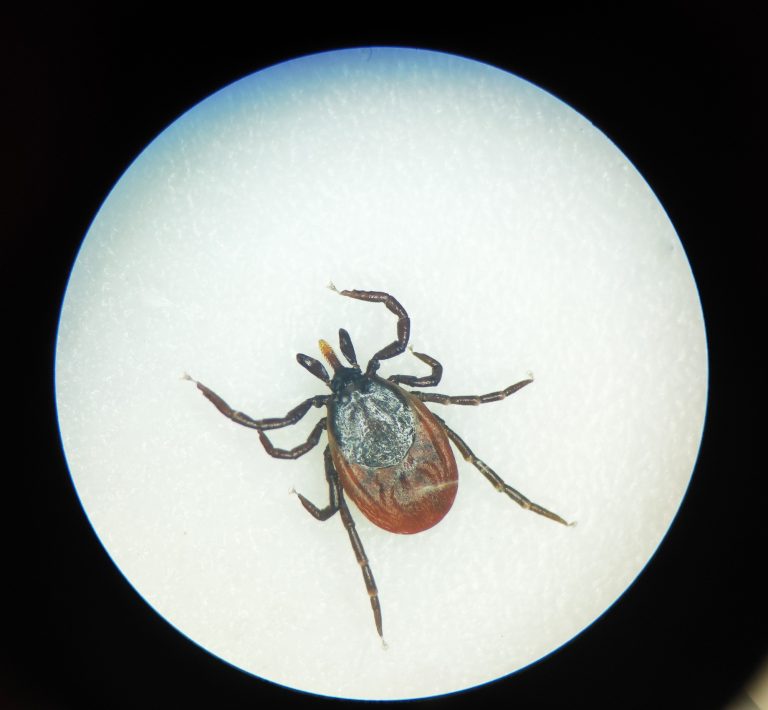 Babesiosis on the rise in the Mid-Atlantic region of US