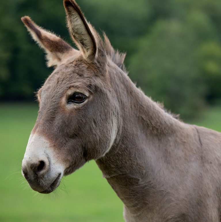 Donkey skin compound repels ticks as effectively as DEET