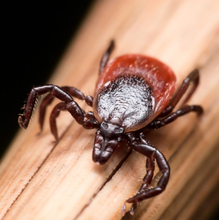 Emergency room visits for tick bites at record levels