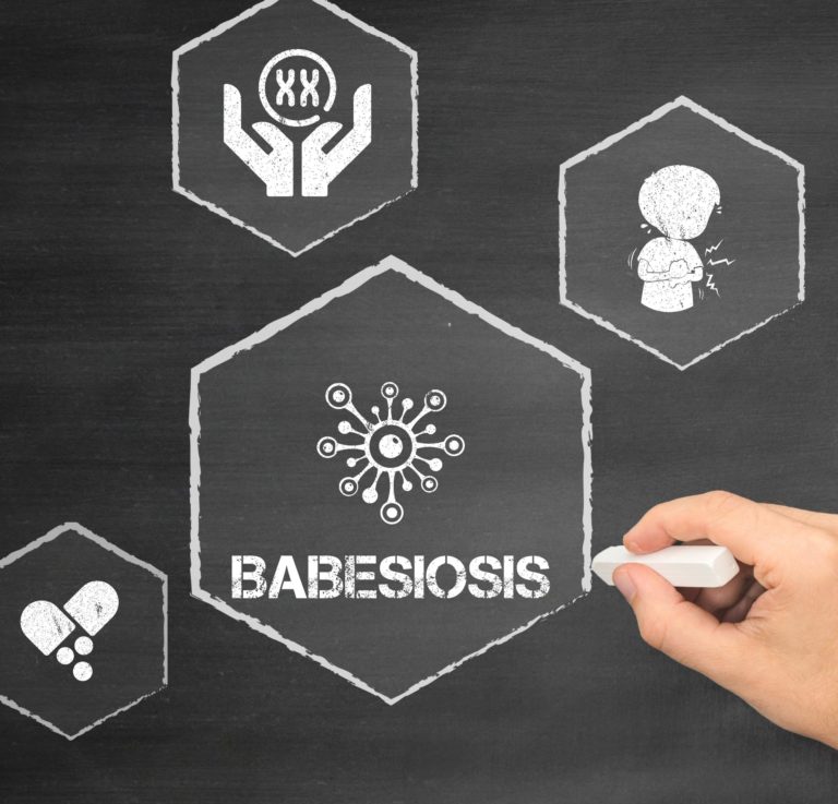 New clinical trial targets chronic babesiosis