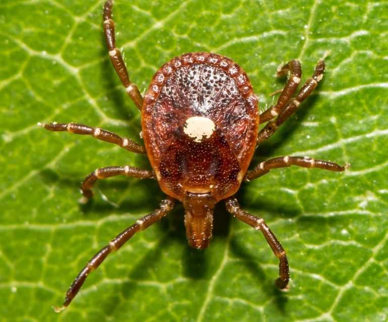 West Virginia makes alpha-gal syndrome a reportable condition