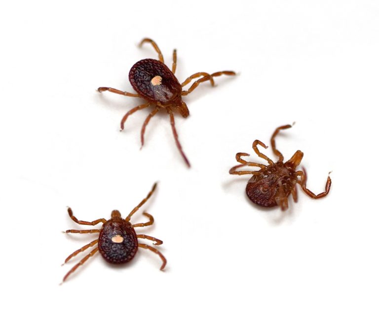 Two new CME courses aim to close alpha-gal syndrome knowledge gap