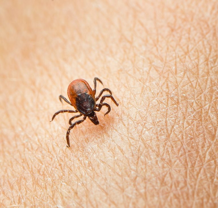 New York has a plan to combat Lyme disease. Why is it still buried?