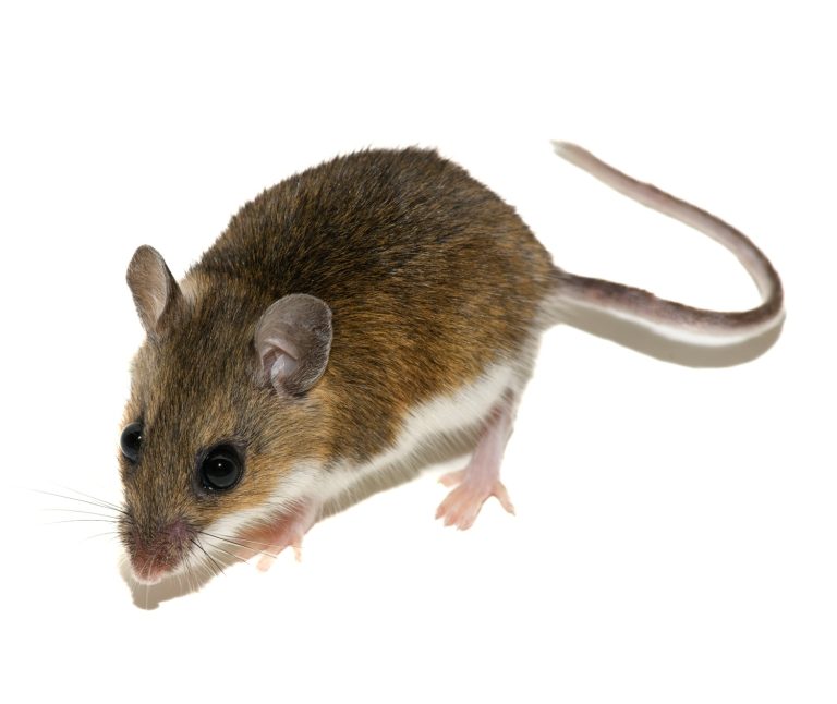 Can genetically engineered mice stop Lyme? And at what cost?