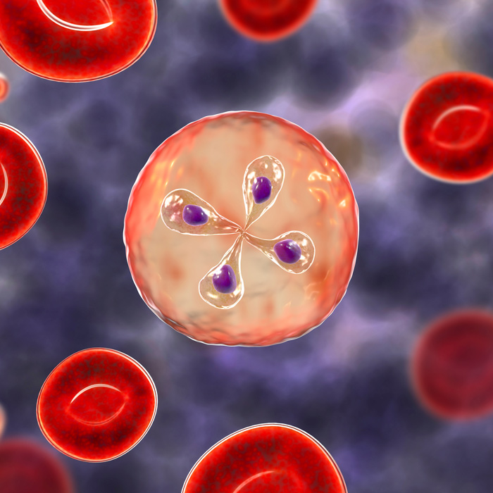 Babesiosis caused by European Babesia Species