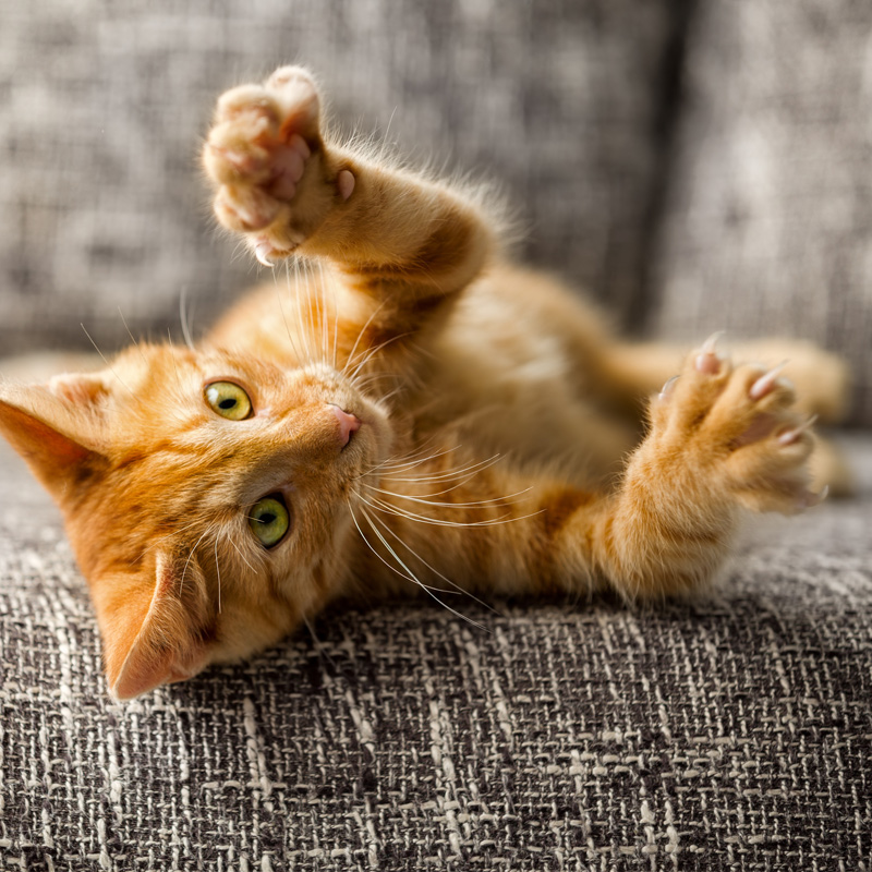 Bartonella Cat Scratch