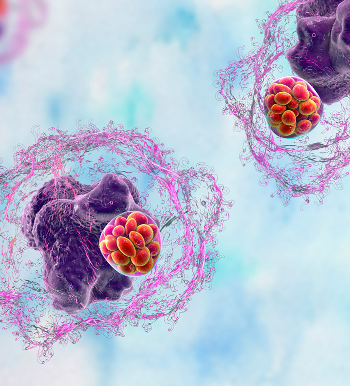 coinfections ehrlichiosis