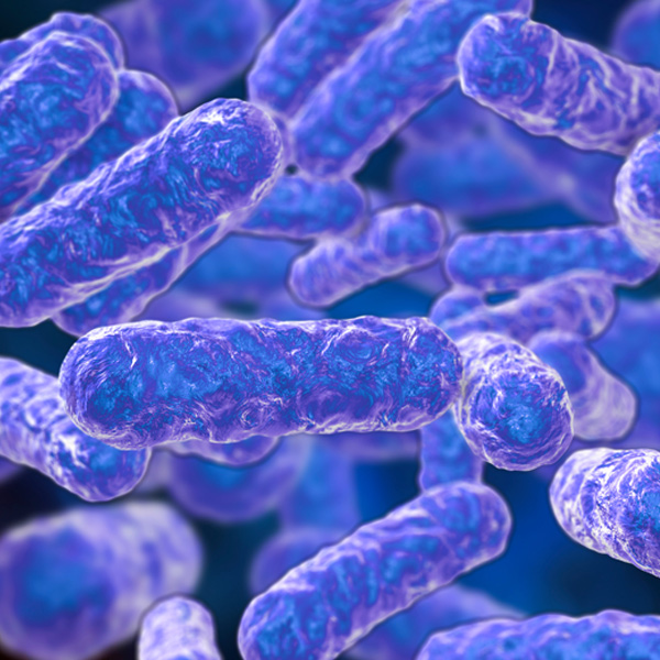 Coinfection Bartonella