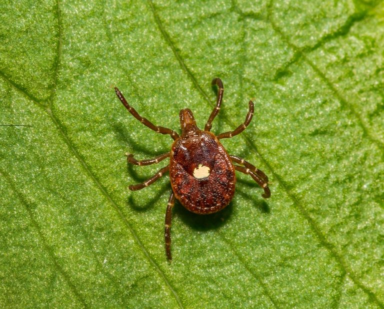 Are lone star ticks taking hold in California?