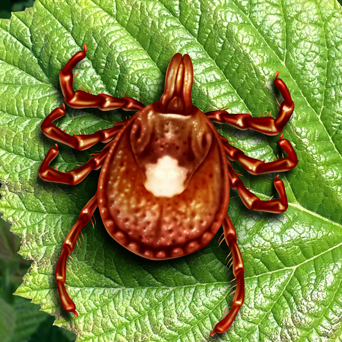 Lone star tick