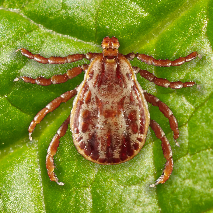 Rocky mountain wood tick