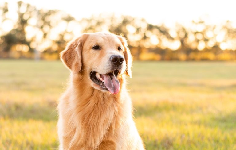 Researchers confirm new Rickettsia species found in dogs