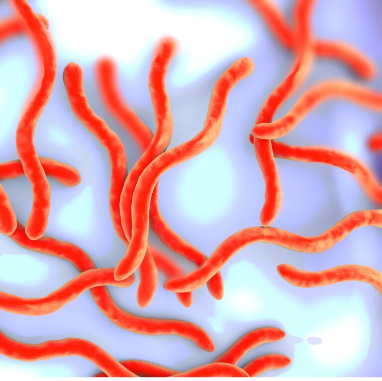 Even more evidence that Lyme disease can persist after antibiotics
