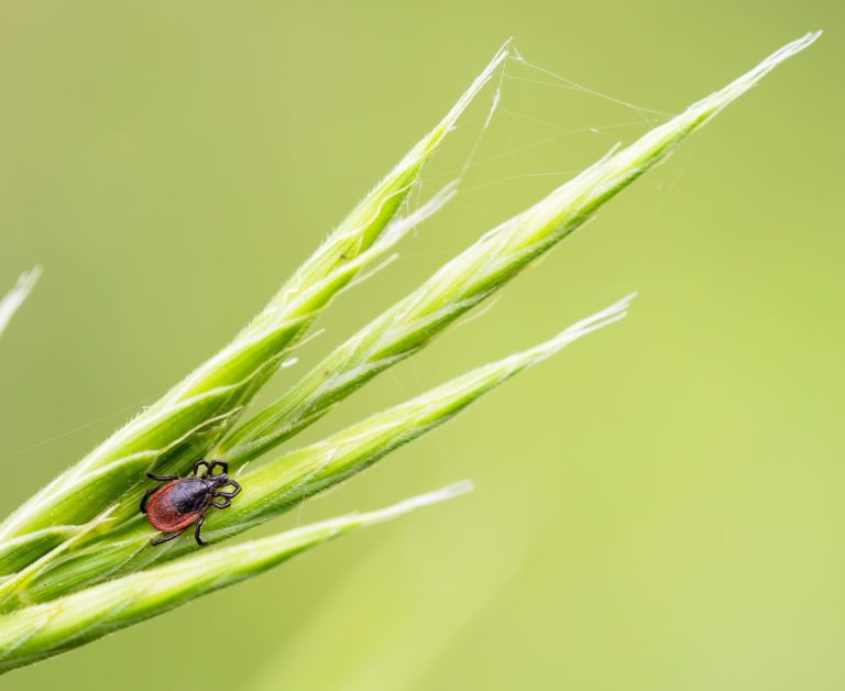 Some farmers report as many as 70 tick encounters over a 6-month period