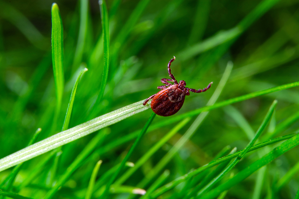 How long for ticks to transmit lyme disease