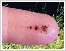 Ticks have four life stages: egg, larva, nymph, and adult