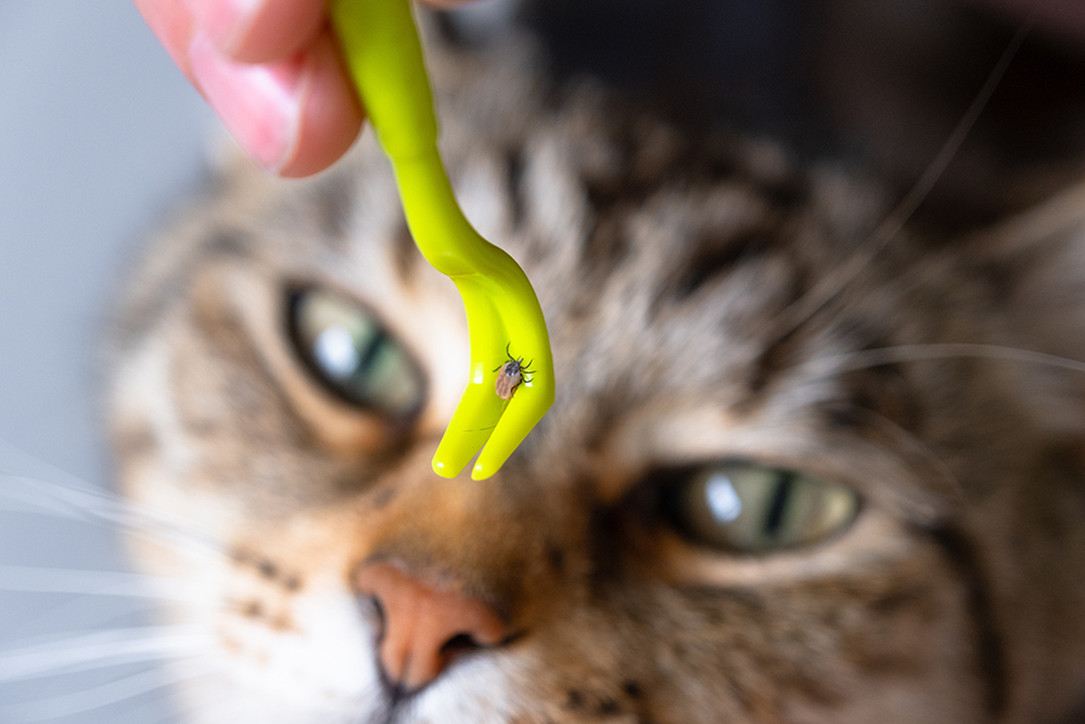 Cats and Lyme Disease
