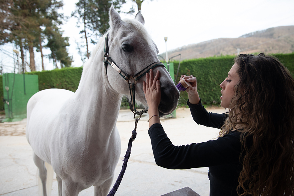 Horses and Lyme Disease