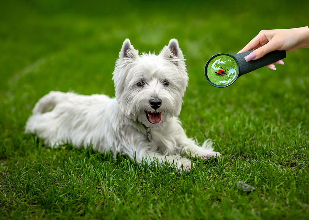 Landscaping for tick prevention
