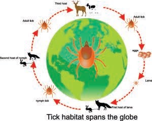 Tick Habitat Spans the Globe