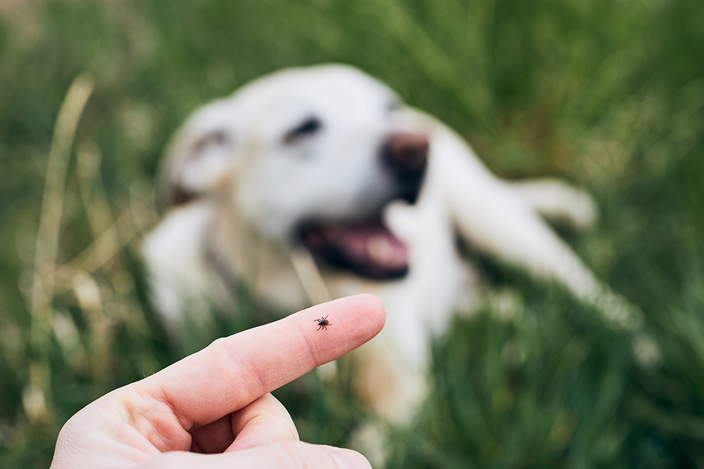 Tick on human finger against dog