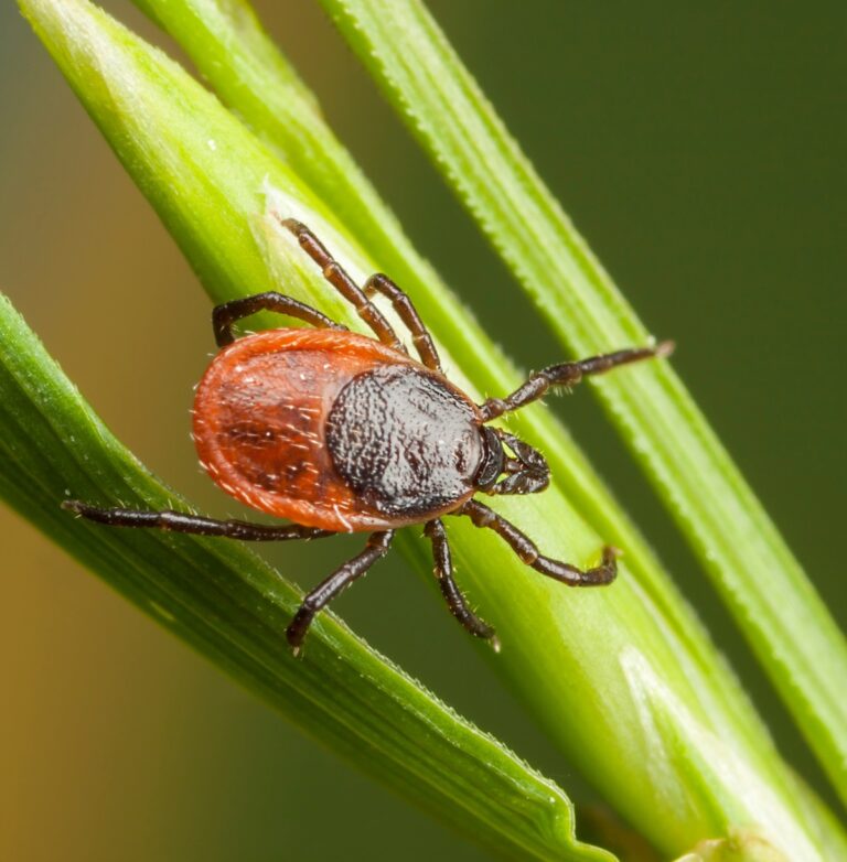 With Lyme and alpha‑gal rising, Virginia deploys a new tick‑safety tool