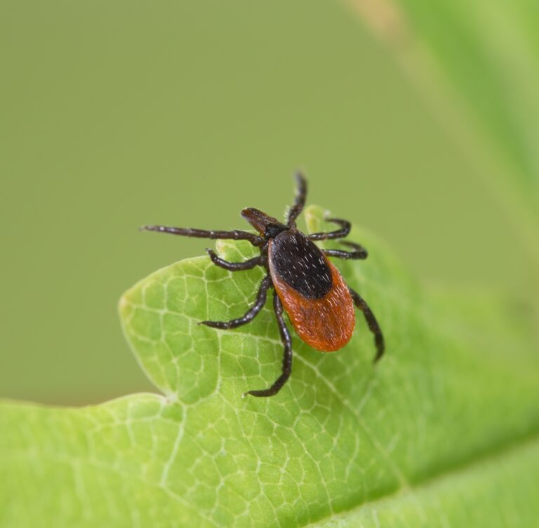 Is there a link between Lyme disease and alpha‑gal syndrome?